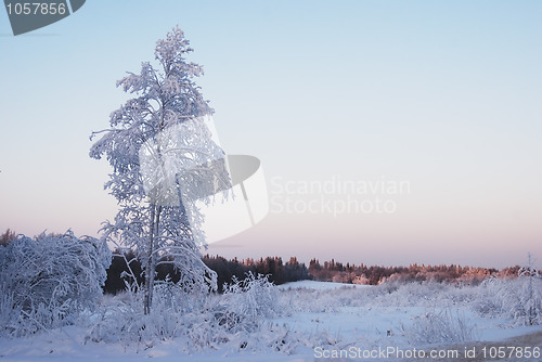 Image of lone trees covered with winter snow