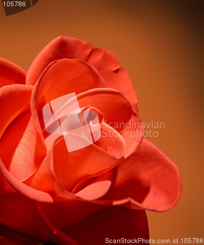 Image of Beautiful red rose macro on brown background