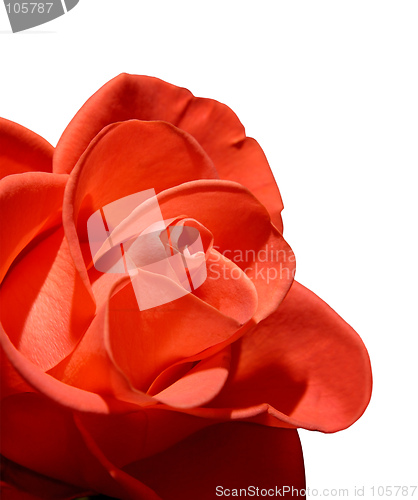 Image of Beautiful red rose macro isolated on white background