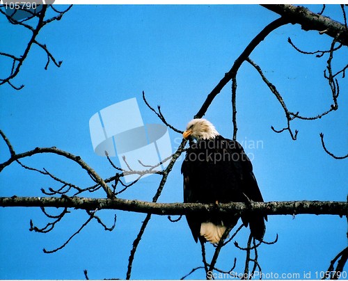 Image of bald eagle