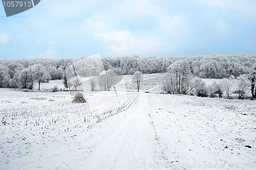 Image of Winter landscape