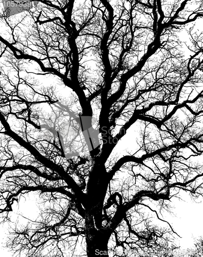 Image of oak