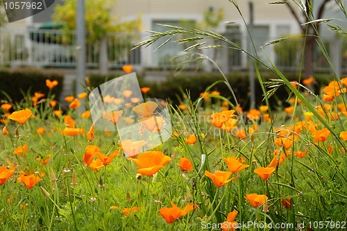 Image of California poppies