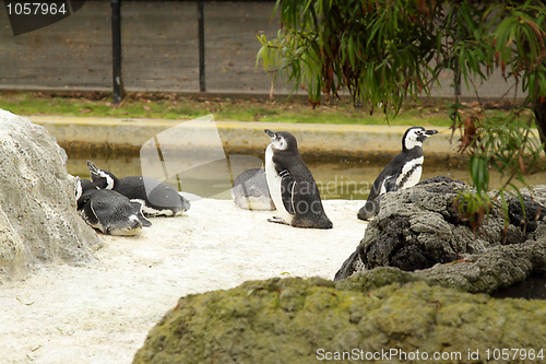 Image of Penguins in zoo