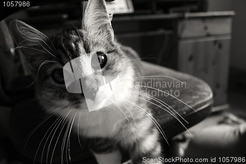 Image of Kitty