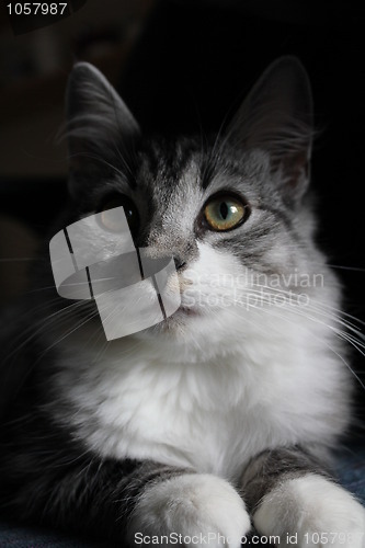 Image of Kitty