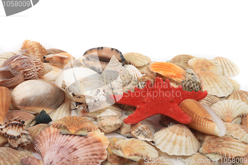 Image of shea shells 