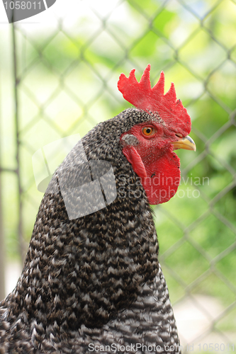 Image of head of rooster