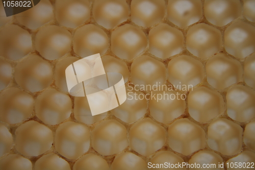 Image of beeswax wirhout honey 