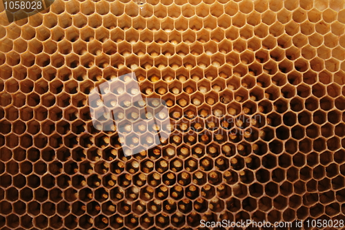 Image of beeswax wirhout honey 