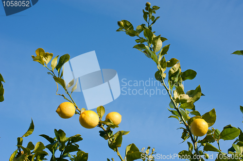 Image of Lemon tree