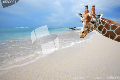 Image of Giraffe on vacation