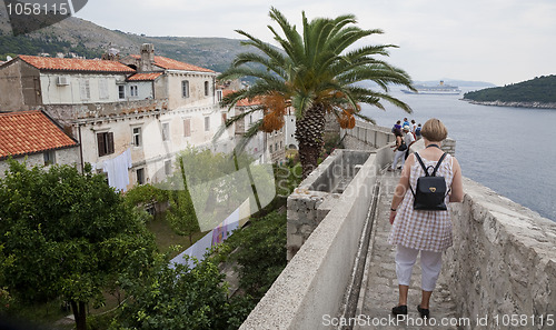 Image of Palm tree by the wall