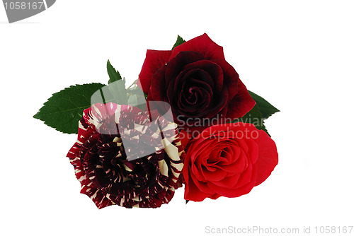 Image of Three different red tint roses