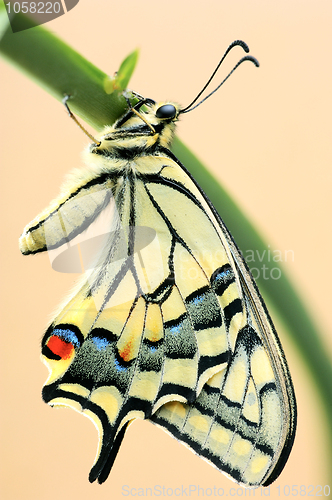 Image of Swallowtail