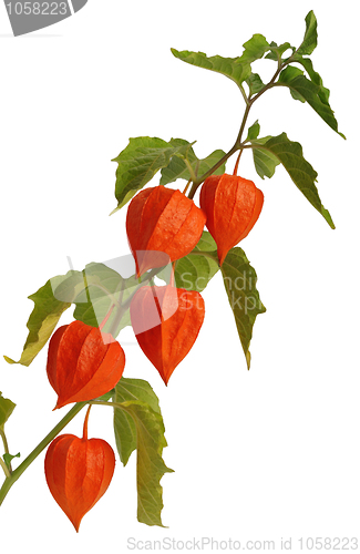 Image of Physalis, isolated