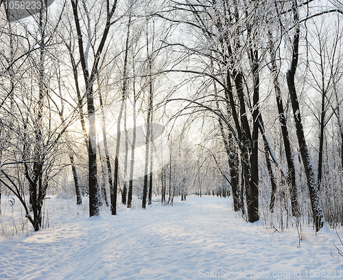 Image of Winter landscape