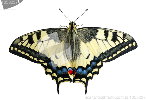 Image of Swallowtail, isolated