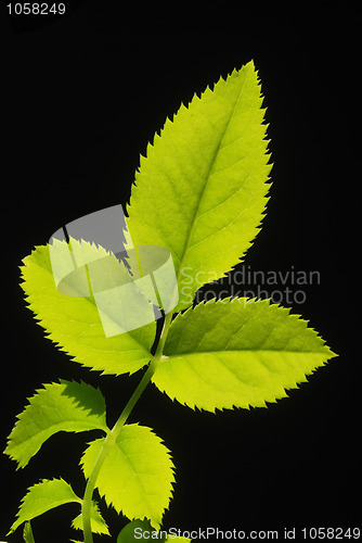 Image of three green leafs