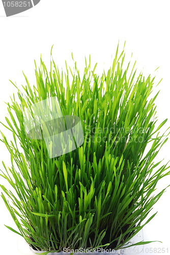 Image of wheatgrass