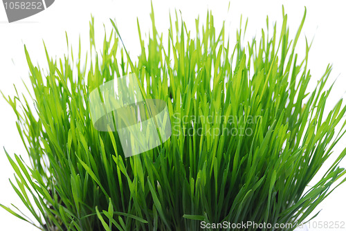 Image of wheatgrass