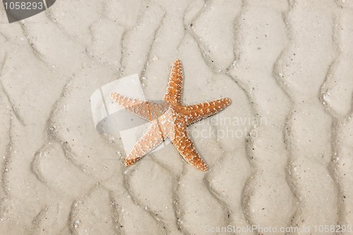 Image of Starfish on a tropical beach