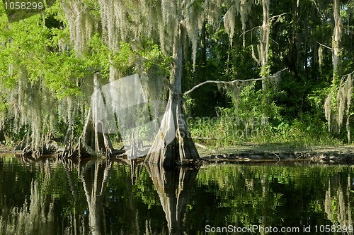 Image of Florida swamp landscape with cypress