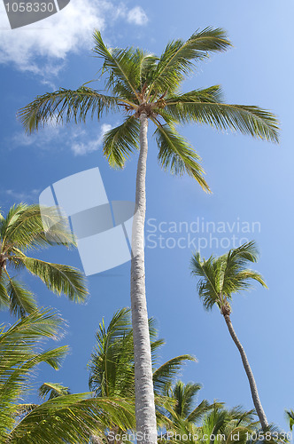 Image of Palm trees.
