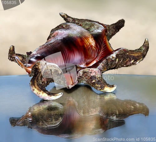 Image of Spider sea shell