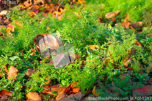 Image of autumn