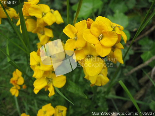Image of Yellow flower