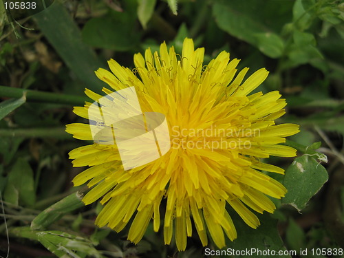 Image of Yellow blowball flower