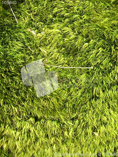 Image of Grass - moss