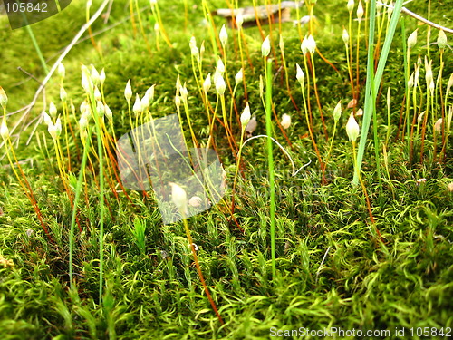 Image of Grass - moss