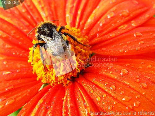 Image of Bug on a flower