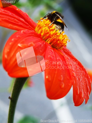 Image of Flower with a bug