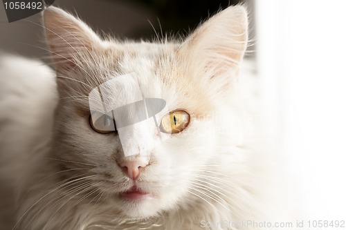 Image of Turkish angora cat
