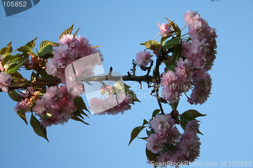 Image of Japanese cherry tree flowers