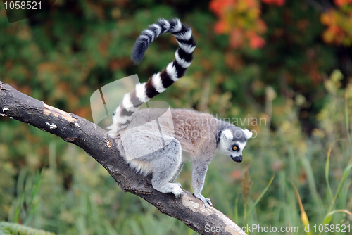 Image of Ring-tailed Lemur