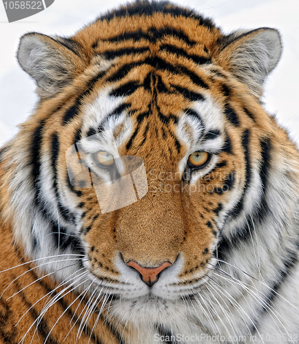 Image of Tiger