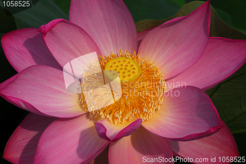 Image of Lotus Flower