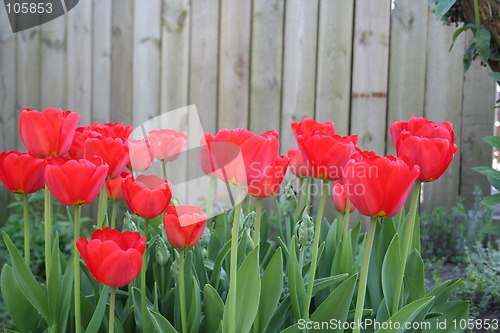 Image of Red tulips