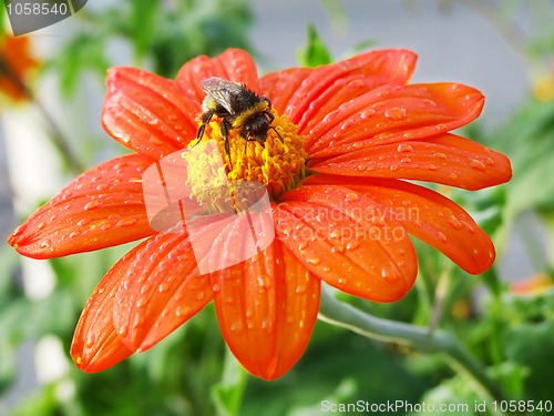 Image of Flower with a bug