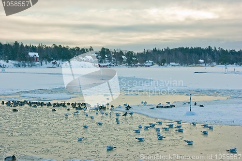 Image of Birds on ice