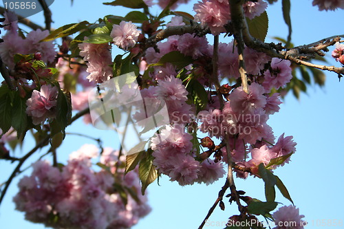 Image of Japanese cherry tree flowers