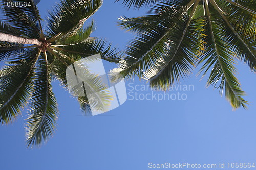 Image of Palm Trees
