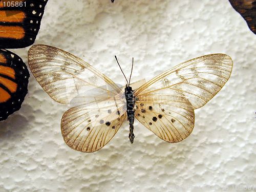 Image of Butterfly Wings