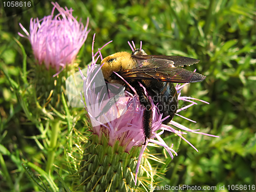 Image of Bee On Lavender Flower