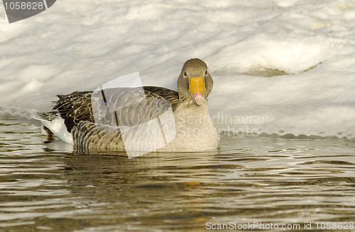 Image of Greylag Goose.