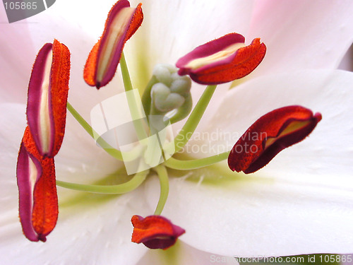 Image of Beautiful Tulip Flower